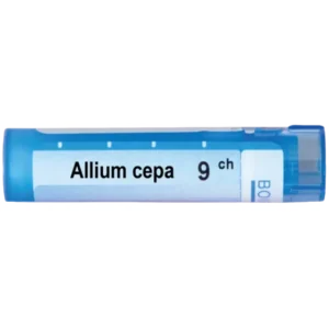 Allium cepa 9 ch